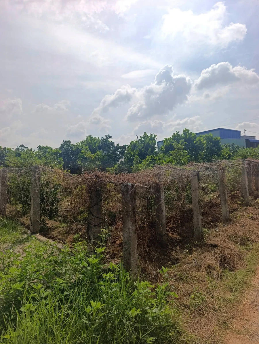Bán vườn cây ăn trái 1.000m² Lâm Đồng 280 triệu - Ảnh 1