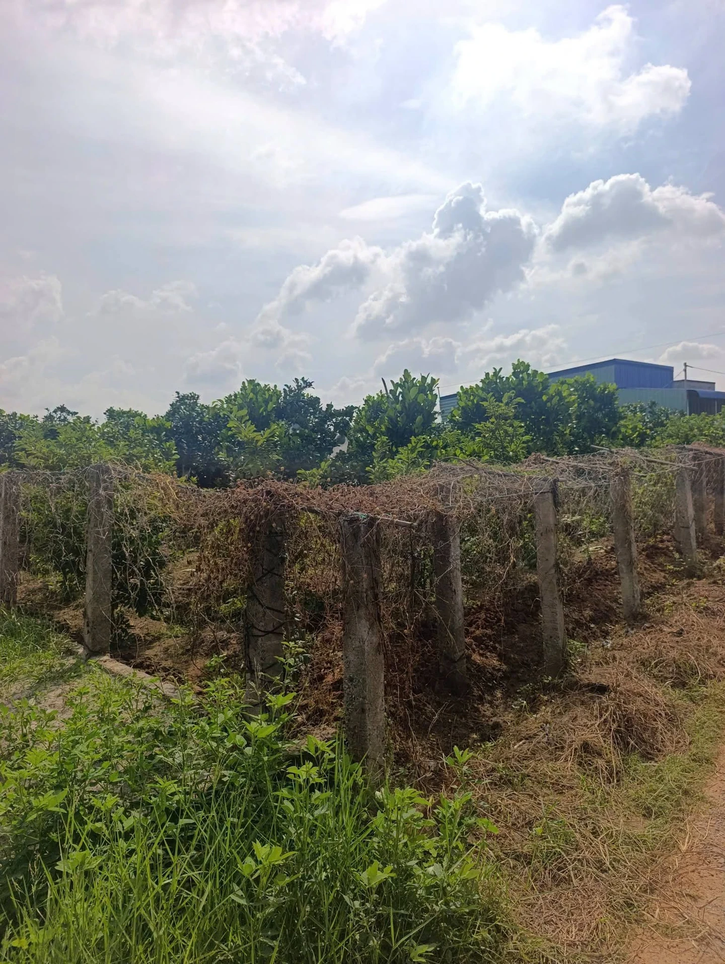 Bán vườn cây ăn trái 1.000m² Lâm Đồng 280 triệu - Ảnh 1