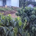 Bán đất 1ha ao hồ Tuy Đức Lâm Đồng 1 tỷ 300 triệu - Ảnh thu nhỏ 2
