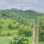 Bán 1ha đất vườn có nhà cấp 4 ở Bảo Lâm - Ảnh thu nhỏ 3