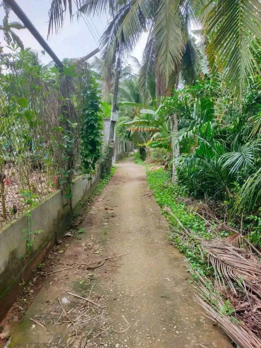 Bán đất vườn dừa 4.000m² mặt tiền Phước Long, Vĩnh Long - Ảnh 1