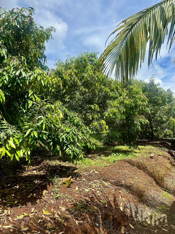 Bán rẫy sầu riêng 2,5ha thu 57 tấn tại Cư Nế