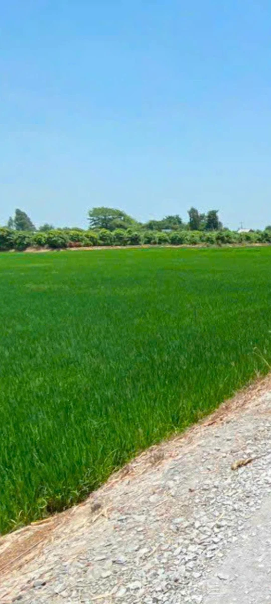 Bán 10 công đất nông nghiệp Cao Lãnh, Đồng Tháp, mặt tiền đường đá 65m, giá 2 tỷ - Ảnh thu nhỏ 2