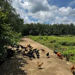 Bán 2000m² đất gần Ngã Tư Chơn Thành, giá 380 triệu - Ảnh thu nhỏ 3