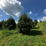 Bán 1,7 hectare sầu riêng năm 4 tại Eakhal, Đắk Lắk - Ảnh thu nhỏ 4