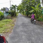Bán vườn sầu riêng 26.000m2 có sẵn 430 cây, Trường Long, Phong Điền, Cần Thơ - Ảnh thu nhỏ 5