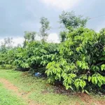 Bán đất 2 mặt tiền Hàm Rồng 2.750m², 1,6 tỷ - Ảnh thu nhỏ 2