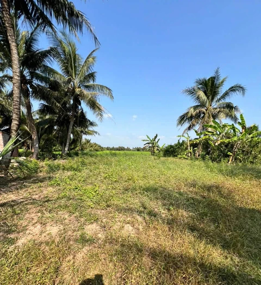 Bán 1200m² đất tại Xã Tân Xuân, Ba Tri, Bến Tre - Ảnh thu nhỏ 3