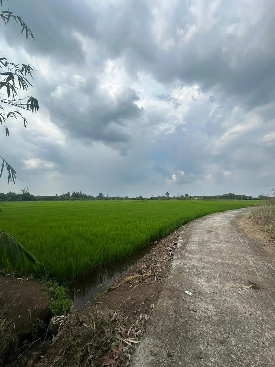 Bán đất 2135m2 xã Bình An Long Thành - Ảnh thu nhỏ 3