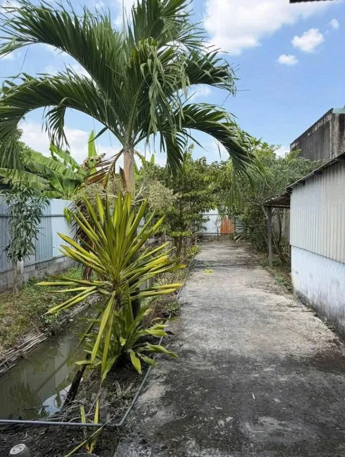 Bán nhà vườn 393m² thổ cư tại Mỹ Lộc, Cần Giuộc, Long An giá 1,5 tỷ - Ảnh thu nhỏ 2