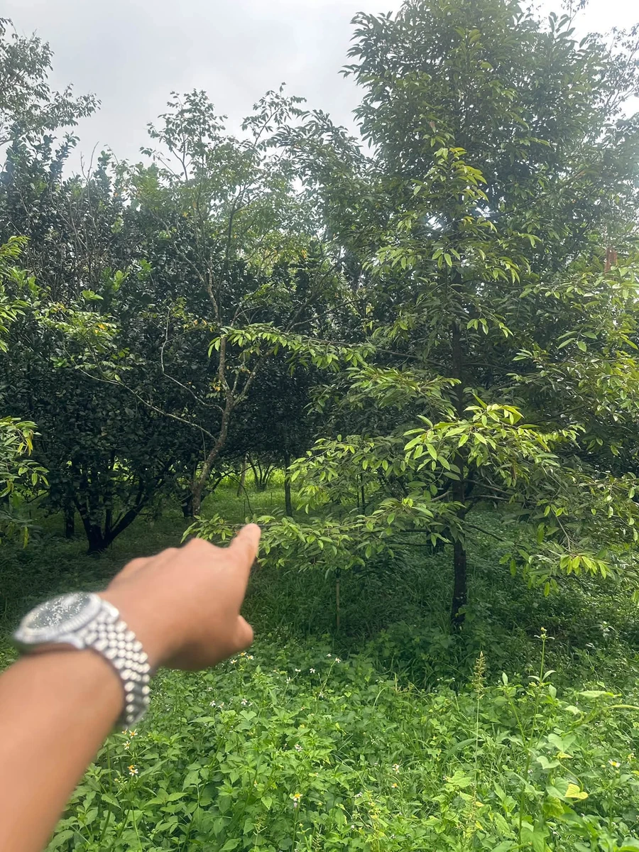 Bán đất trồng cây ăn trái 1 sào, Tân Đông, Hóc Môn - Ảnh thu nhỏ 3