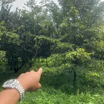 Bán đất trồng cây ăn trái 1 sào, Tân Đông, Hóc Môn - Ảnh thu nhỏ 3