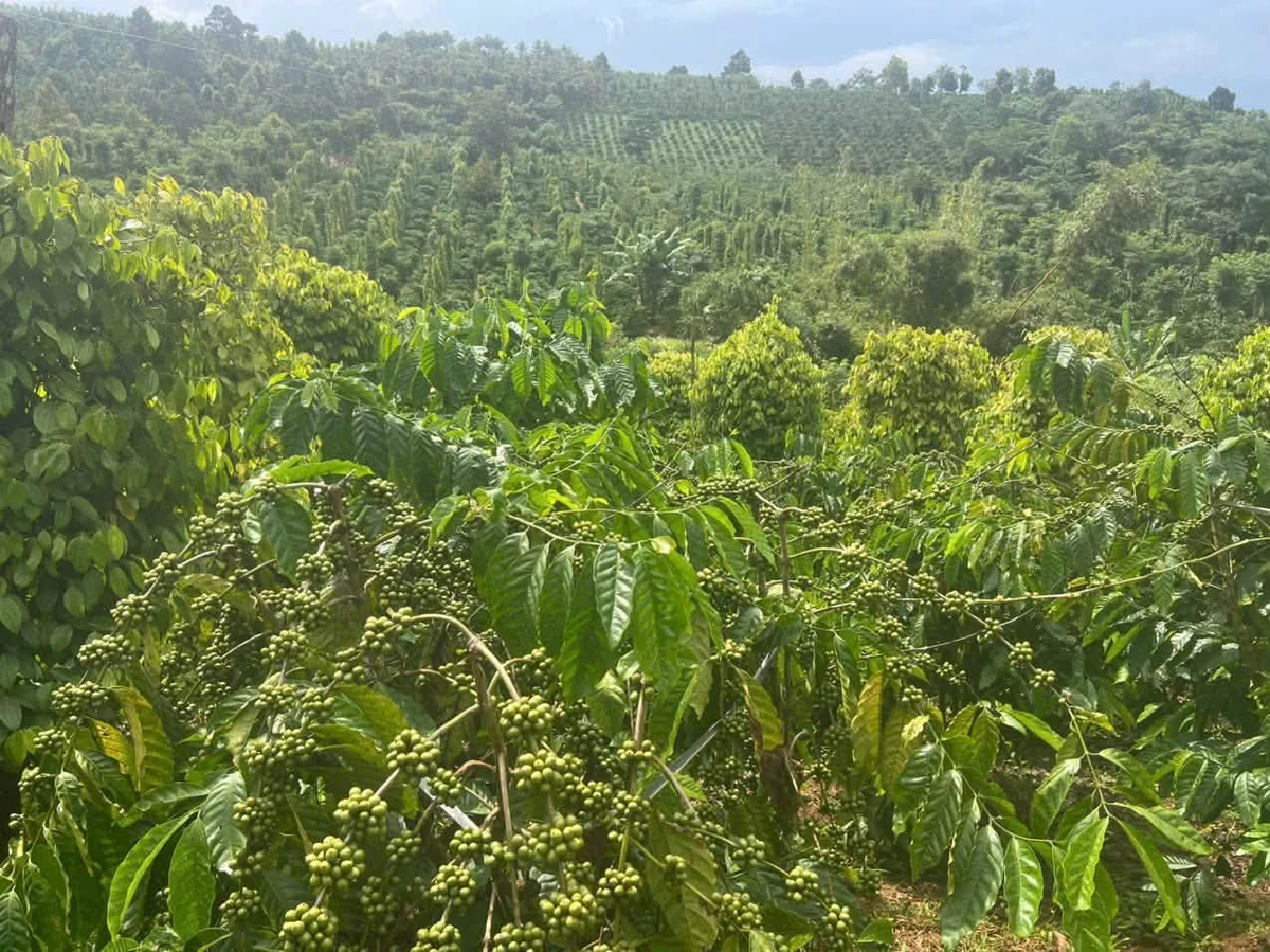 Bán đất 1.1 hecta Xã Thuận An Đắk Mil 2.7 tỷ - Ảnh thu nhỏ 4