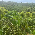 Bán đất 1.1 hecta Xã Thuận An Đắk Mil 2.7 tỷ - Ảnh thu nhỏ 4