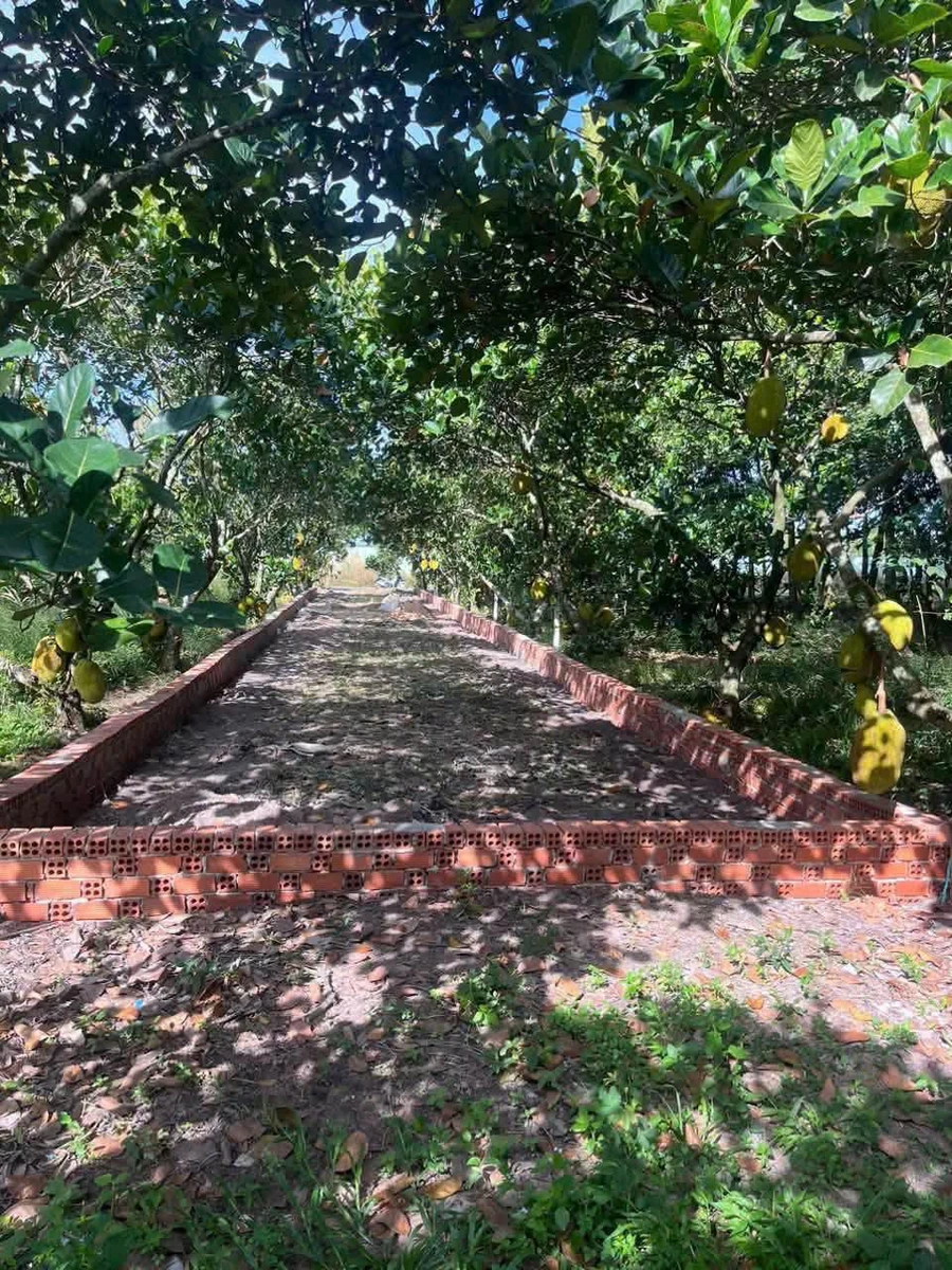 Bán lô đất 200m2 đường N1 Chơn Thành - Ảnh thu nhỏ 3