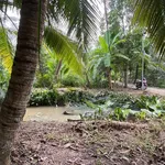 Bán đất vườn 1.800m2 ngang 21m tại xã Nhơn Thạnh, TP Bến Tre giá 1,25 tỷ - Ảnh thu nhỏ 1
