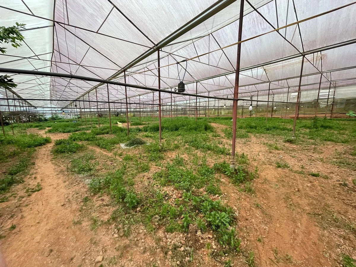 Bán lô đất 500m² mặt tiền Cam Ly - Măng Lìn, Đà Lạt - Ảnh thu nhỏ 2