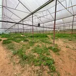 Bán lô đất 500m² mặt tiền Cam Ly - Măng Lìn, Đà Lạt - Ảnh thu nhỏ 2
