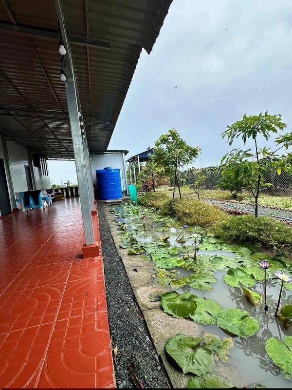 Bán nhà vườn 1000m2 giá 1,15 tỷ tại Long An