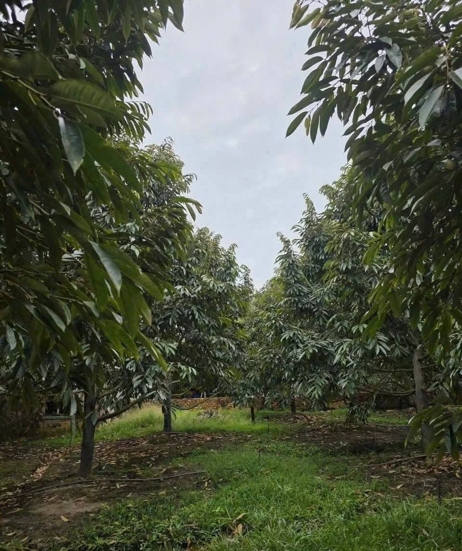 Bán đất nông nghiệp 47.758m2 với cao su, sầu riêng, cà phê tại Đồng Nai - Ảnh thu nhỏ 2