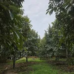 Bán đất nông nghiệp 47.758m2 với cao su, sầu riêng, cà phê tại Đồng Nai - Ảnh thu nhỏ 2