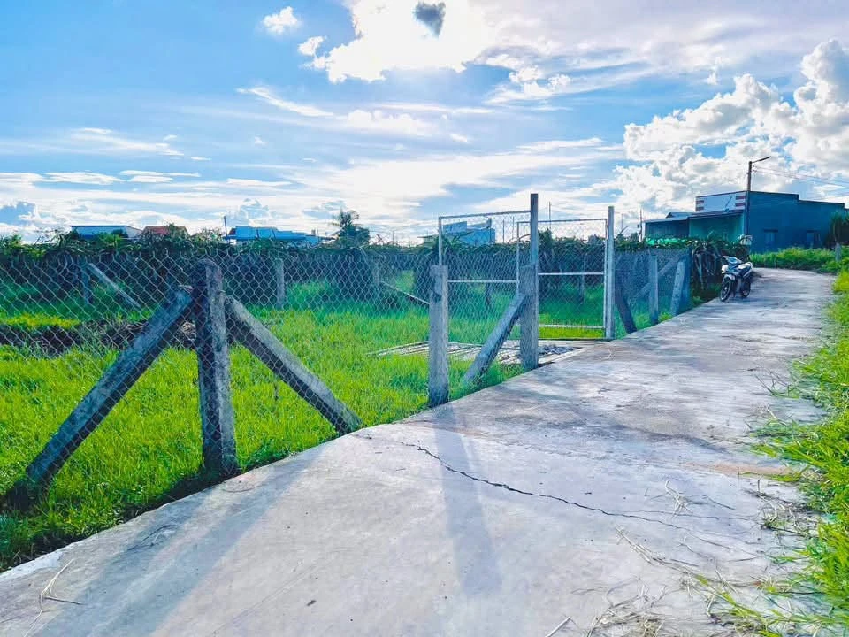 Bán 850m² đất cây trồng Hàm Liêm, Bình Thuận - Ảnh thu nhỏ 4