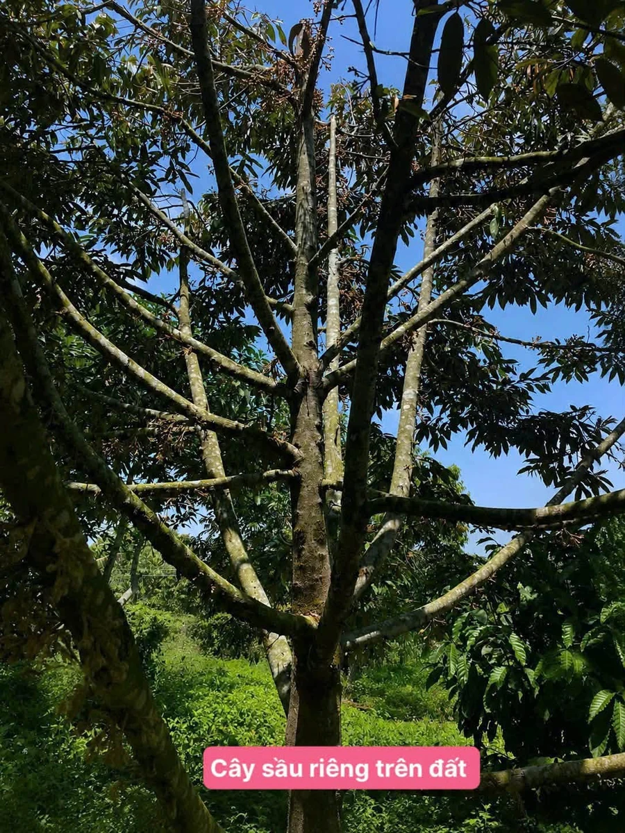 Bán đất nền Hòa Ninh Di Linh 100m² từ 299 triệu - Ảnh thu nhỏ 4