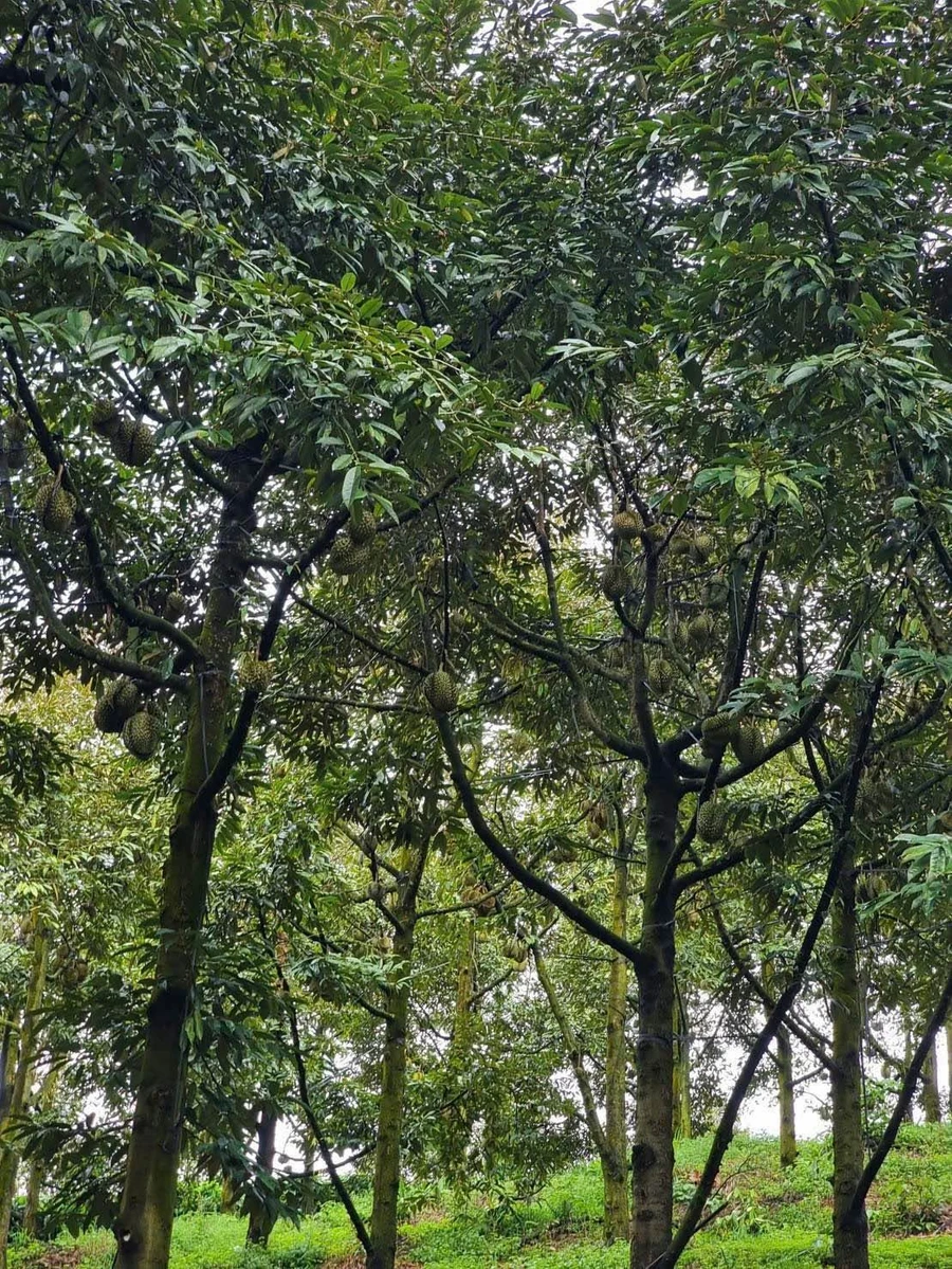 Bán vườn sầu riêng 2ha Tân Phú Đồng Nai, 2,3 tỷ - Ảnh thu nhỏ 2
