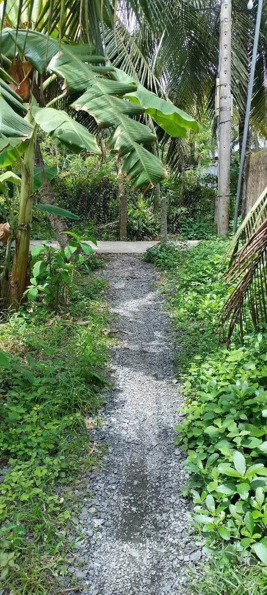 Bán vườn dừa xiêm 1,6 công tại Châu Hoà, Cần Giờ - Ảnh thu nhỏ 2