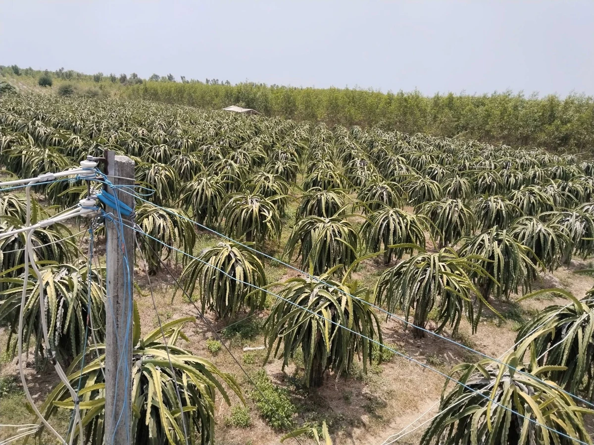 Bán đất nông nghiệp 28.000 m² tại Bình Thuận - Ảnh 1