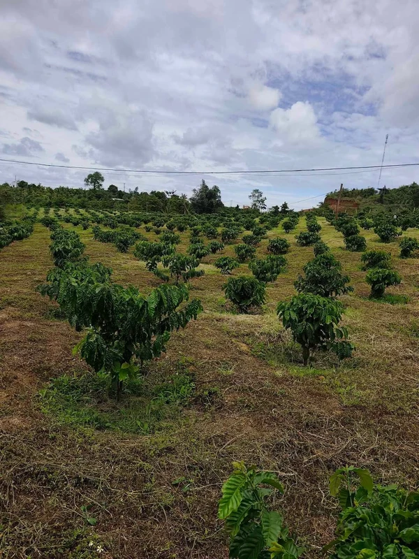 Bán đất 2.8 ha (28,000 m²) giá 2 tỷ Đắk Nông