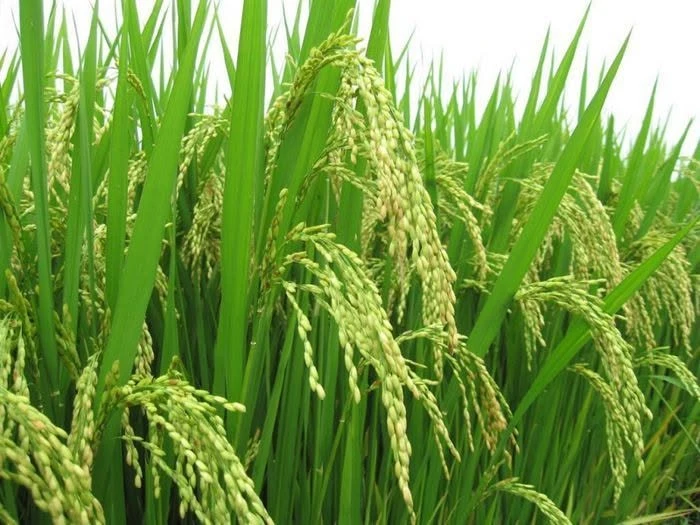 Bán đất ruộng 20 công, mặt tiền Huyện Tân Hưng - Ảnh 1