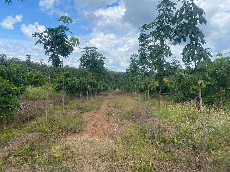 Bán 7 hectare đất cao su Phú Trung, Bình Phước