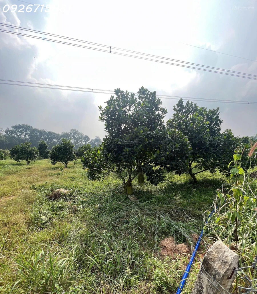 Bán đất tại 1 Sẹc đường Chánh Phú Hòa 045, phường Chánh Phú Hòa, 26 tỷ, 2200m2 - Ảnh thu nhỏ 2