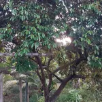 Bán vườn nghỉ dưỡng 6.800m² Xuân Lộc, Đồng Nai - Ảnh thu nhỏ 2