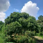 Bán đất tại Tân Hội, Vĩnh Long 3,5 tỷ, 2849m2, có 100m2 đất ở, view đẹp, chính chủ - Ảnh thu nhỏ 18