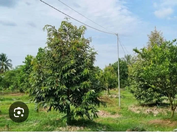 Bán 2,7 ha đất vườn sầu riêng kinh doanh kèm 100m2 thổ cư tại xã Diên Bình, Kon Tum - Ảnh 1