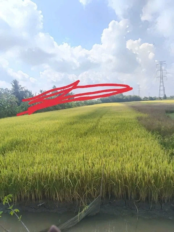 Bán đất mặt tiền 6.500 m² tại Cần Thơ, giá 90 triệu/1000m²