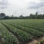 Bán đất cây lâu năm tại Cồn Bà Hoà Xã Bình Thạnh Huyện Châu Thành AG - Ảnh thu nhỏ 8