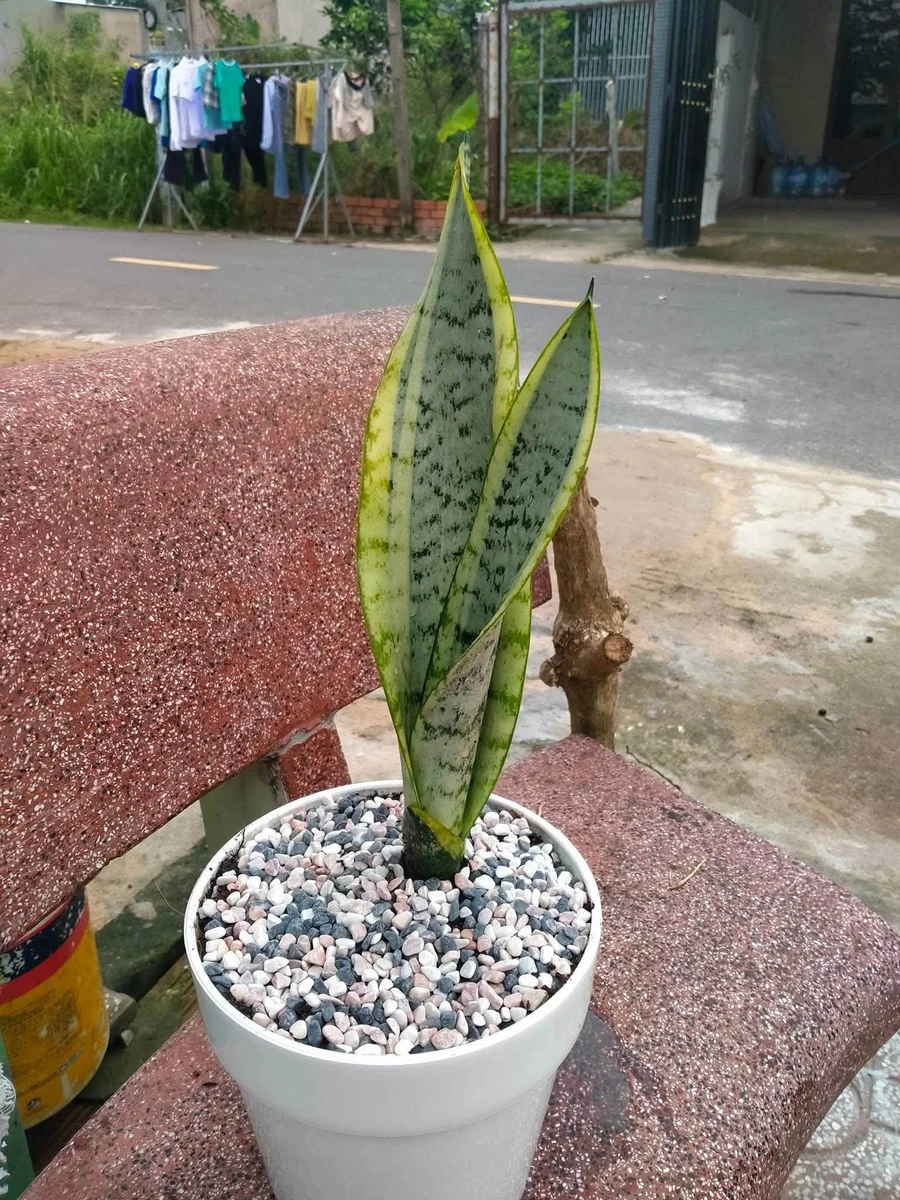Bán đất Lại Uyên 16, Bình Chánh, 80m² sổ hồng - Ảnh thu nhỏ 2