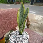 Bán đất Lại Uyên 16, Bình Chánh, 80m² sổ hồng - Ảnh thu nhỏ 2