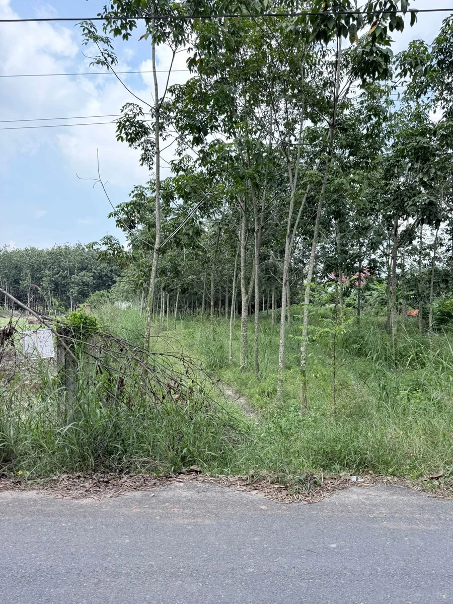 Bán đất Bình Mỹ Tân Bình 1272m² giá 4 tỷ - Ảnh thu nhỏ 2