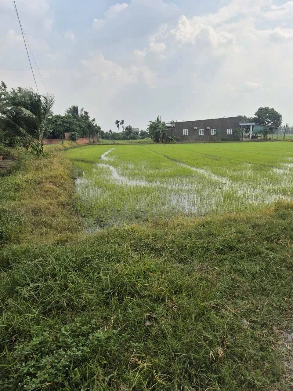 Bán đất Đức Lập, Đức Hòa, Long An 1164m2 - Ảnh 1