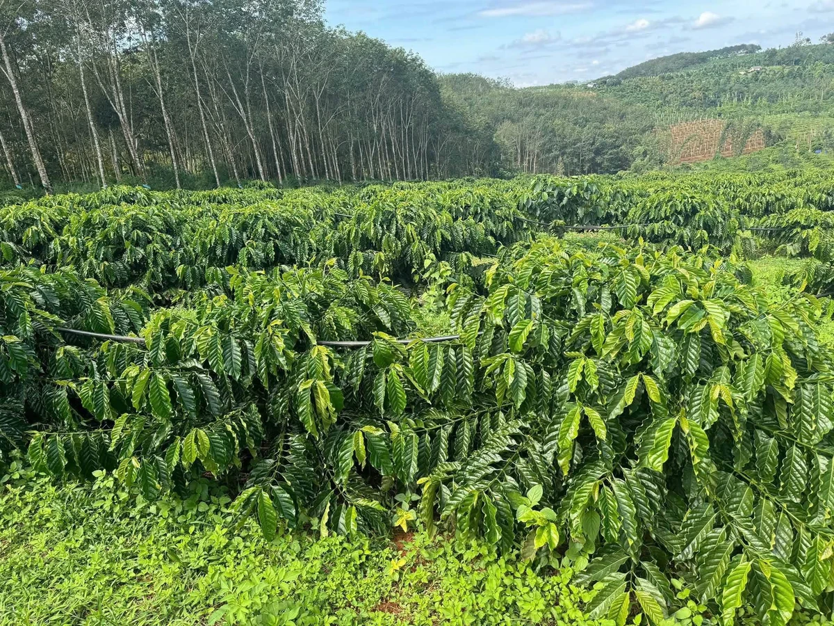 Bán đất vườn 1.4ha tại Thôn Quảng Thành, Đắk Nông - Ảnh thu nhỏ 2