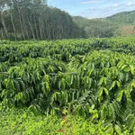 Bán đất vườn 1.4ha tại Thôn Quảng Thành, Đắk Nông - Ảnh thu nhỏ 2