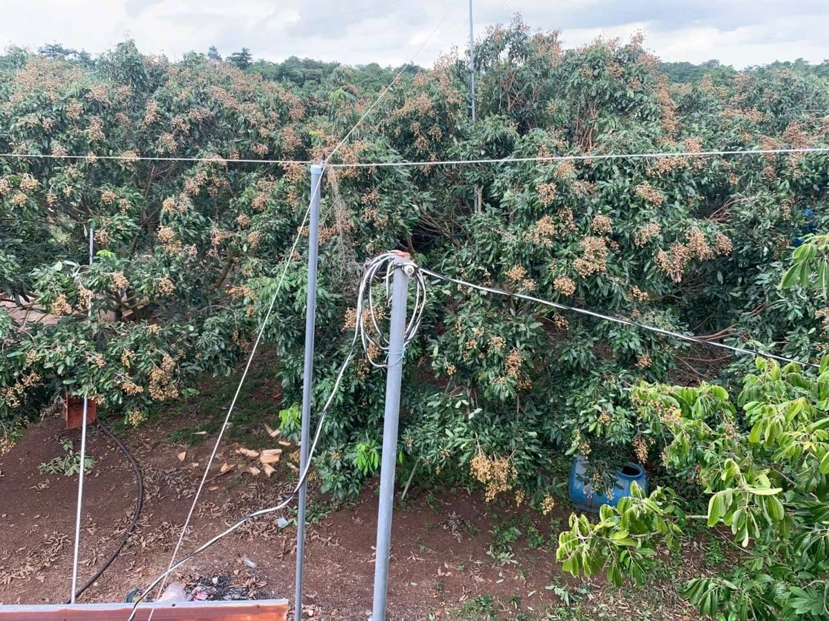 Bán vườn nhãn 4,3 mẫu, 600m2 thổ cư, 3 mặt tiền, giá 25 tỷ tại Cẩm Mỹ, Đồng Nai - Ảnh 1
