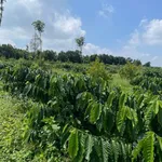 Bán đất vườn 1ha Phường Gia Nghĩa, Đắk Nông 3 tỷ - Ảnh thu nhỏ 5