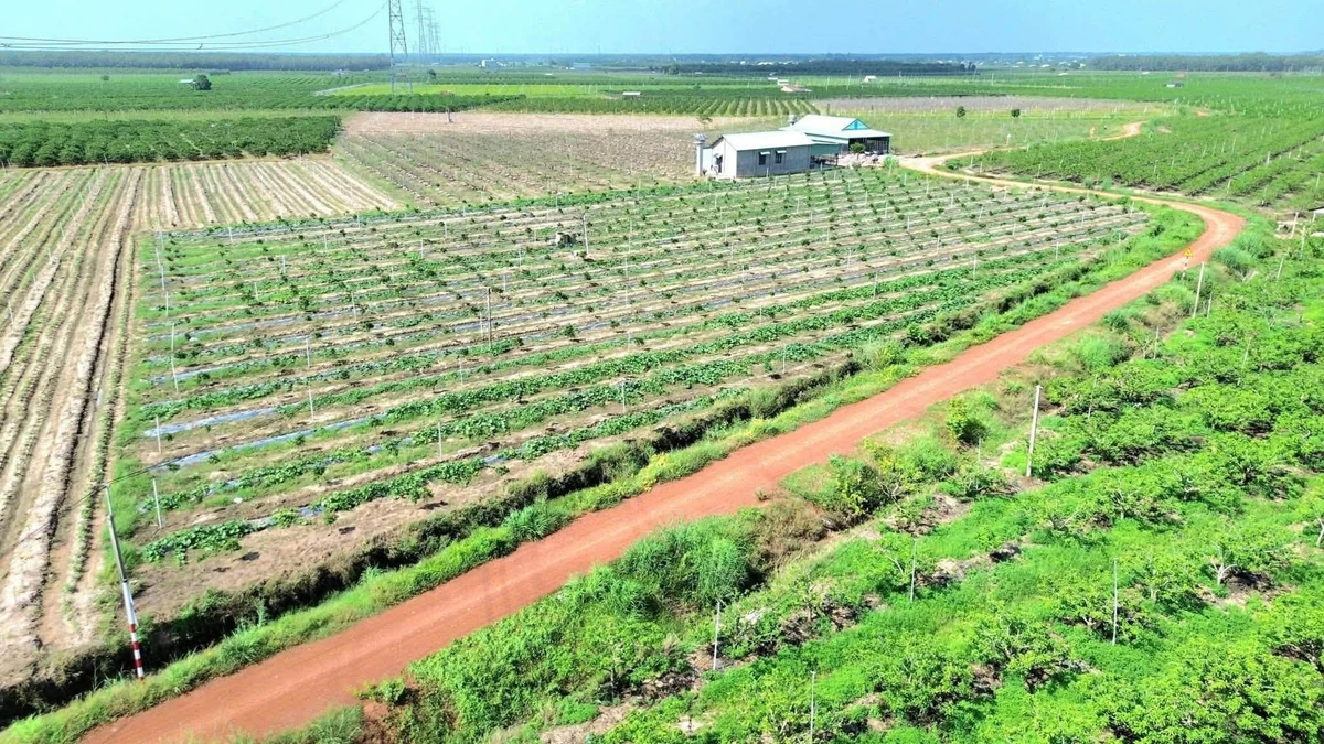 Bán đất nền Phước Hoà Dương Minh Châu 503 m², 200 triệu - Ảnh thu nhỏ 2
