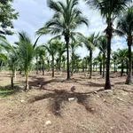 Bán đất mặt tiền Tỉnh lộ 997, 875m2, gần KCN Đất Đỏ - Ảnh thu nhỏ 3