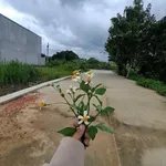 Bán lô đất SHR Xã Bình Mỹ Củ Chi 87m2, 2 tỷ 350 triệu - Ảnh thu nhỏ 3